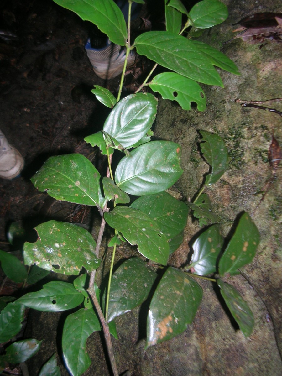 Diospyros oppositifolia Thwaites